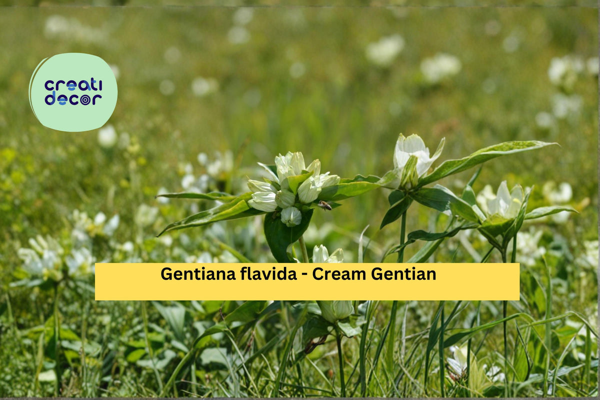 Cream Gentian Seeds – Native Wildflower, Perennial, Pale Yellow Flowers, Gentiana flavida, 100 Seeds
