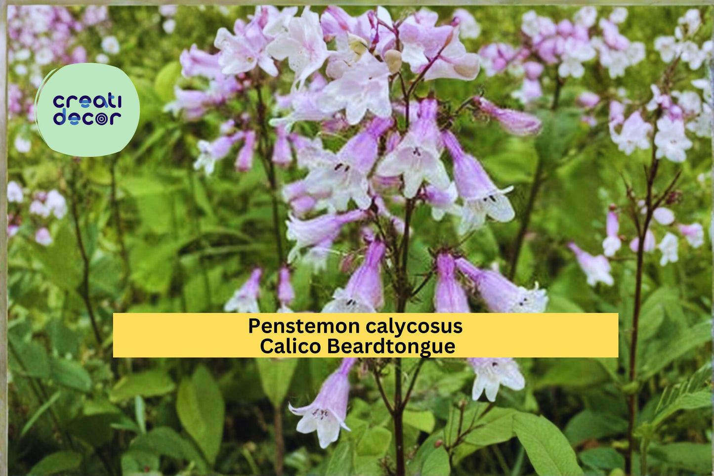 Calico Beardtongue Seeds, Penstemon calycosus, Native Wildflower, Pink to Purple Flower Seeds, Perennial Garden Plant, 100 Count