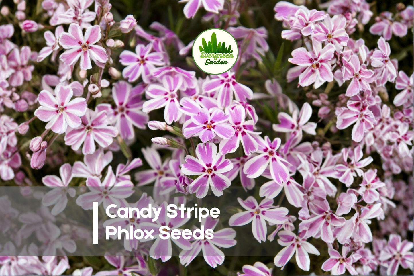 Candy Stripe Phlox Seeds – Pink and White Striped Blooms, Heavy Flowering, Annual, Phlox drummondii, 100 Seeds