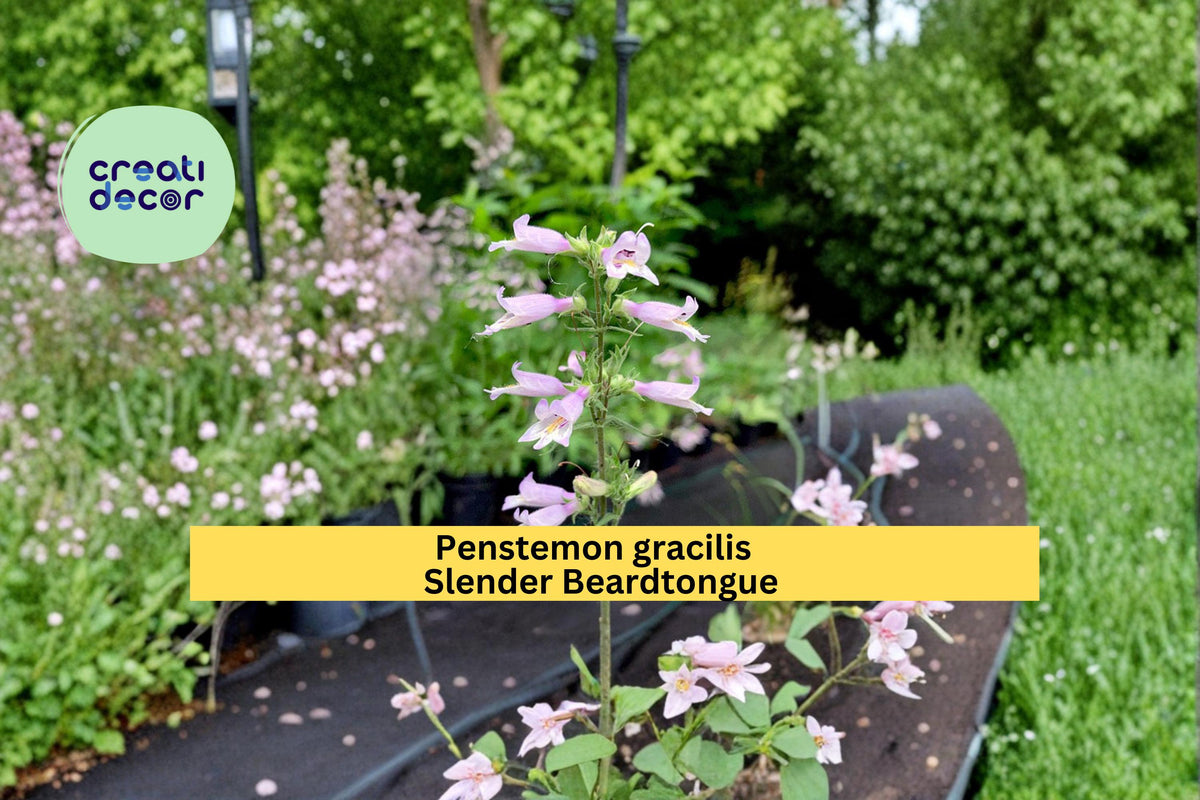 Slender Beardtongue Seeds, Penstemon gracilis, Native Wildflower, Purple Blue Tubular Blooms, 100 Seeds