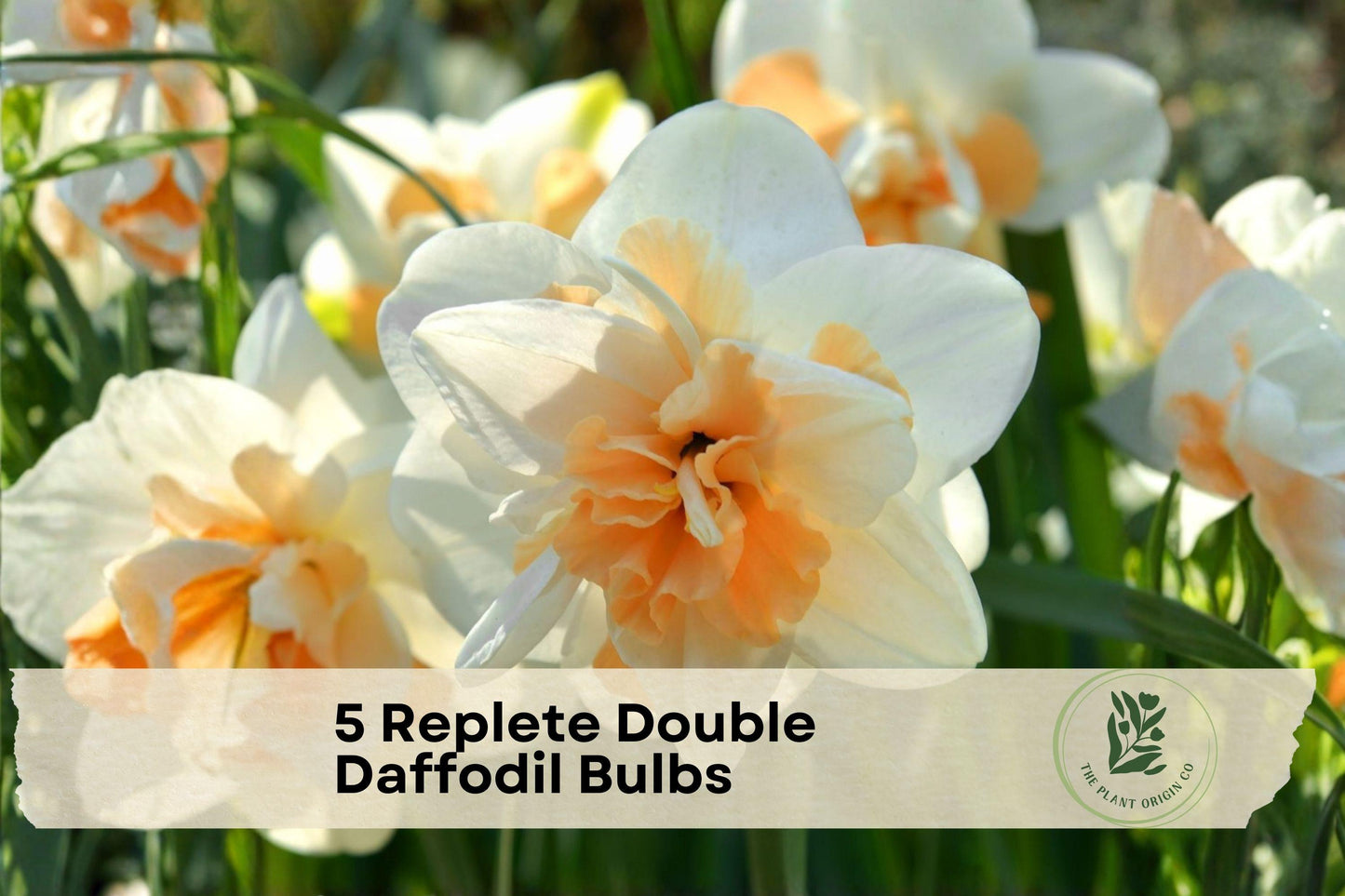 Replete Double Daffodil Bulbs, Narcissus ‘Replete’, Spring Blooming, Peach & White Flowers, Garden, Border, Container Planting