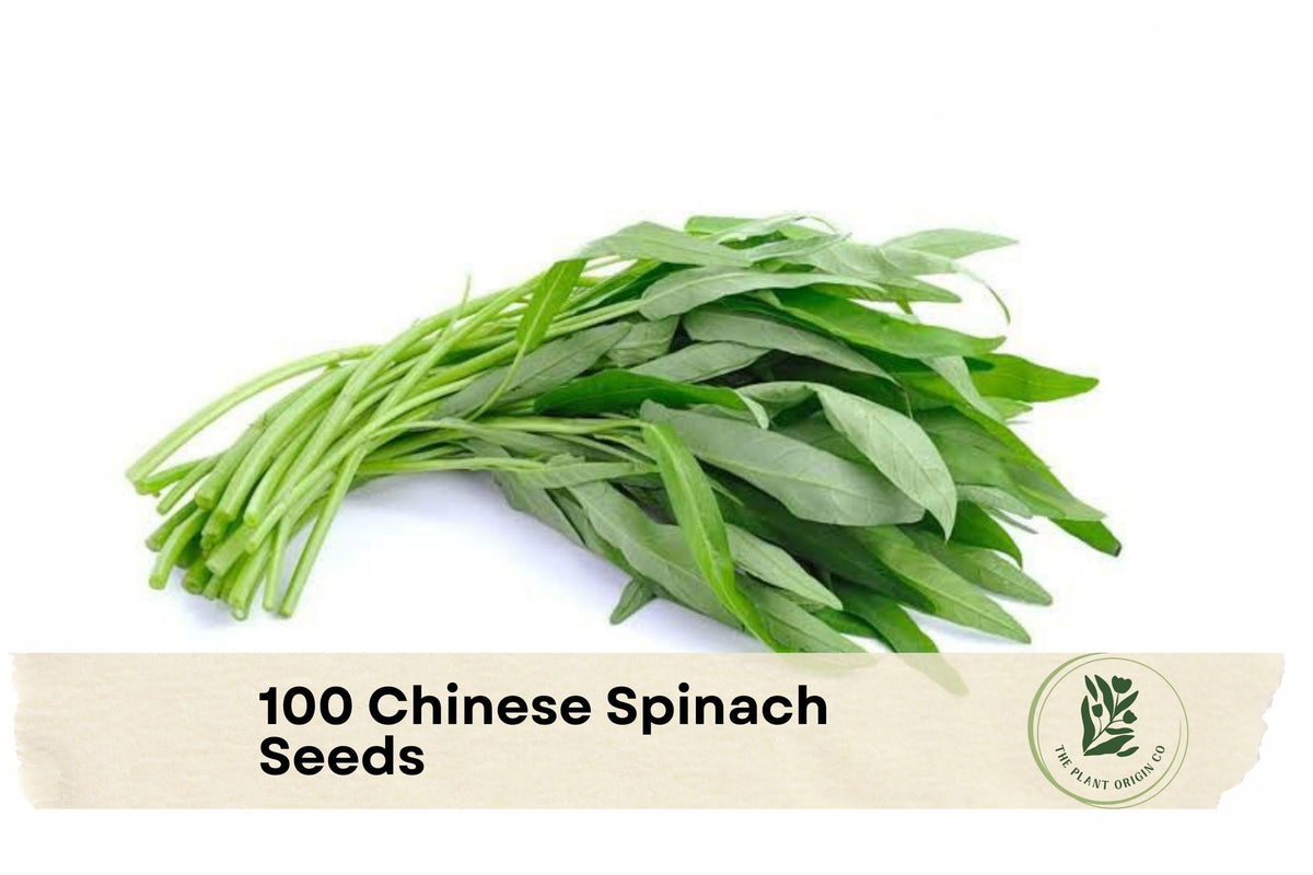 Chinese Spinach Seeds – Water Spinach Kangkong, Ipomoea aquatica, Fast-Growing Leafy Green for Vegetable Gardens and Containers