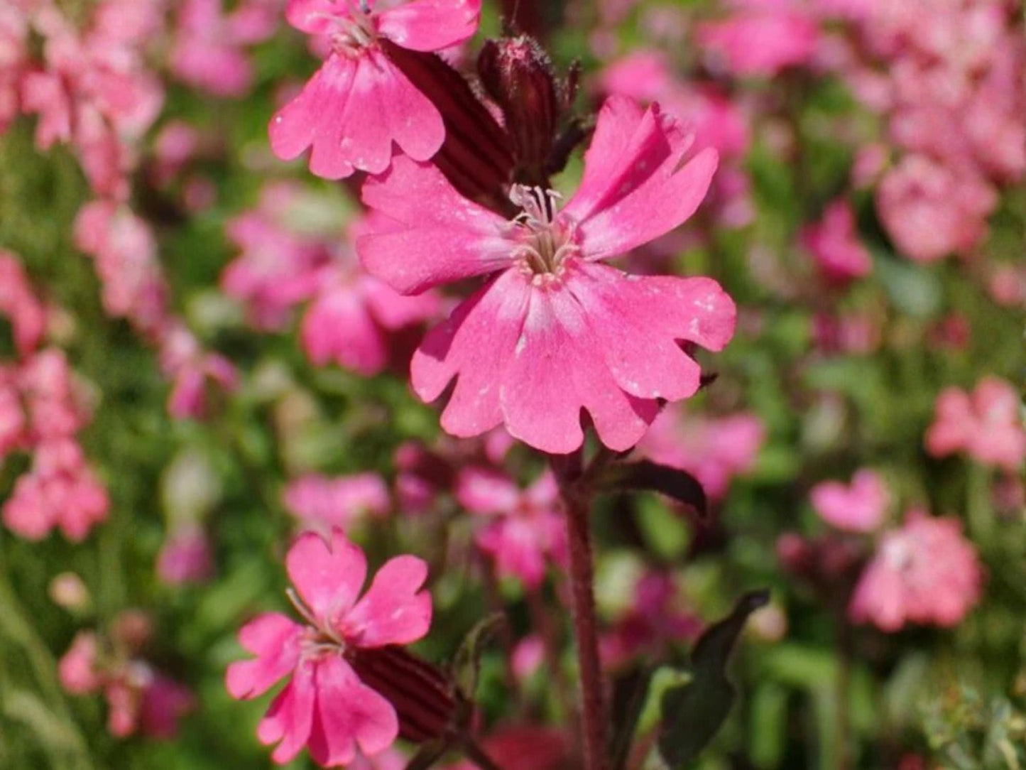 Nodding Catchfly Seeds, Heirloom Non-GMO Flower Seeds for Cottage Gardens, Pink Blooms, Silene pendula, 100 Seeds