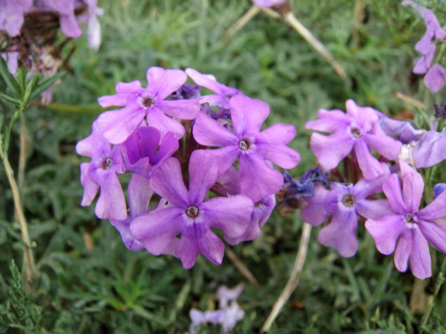 Moss Verbena Seeds - Heirloom Non-GMO Ground Cover Flower - Verbena tenuisecta for Borders, Containers & Garden Beds
