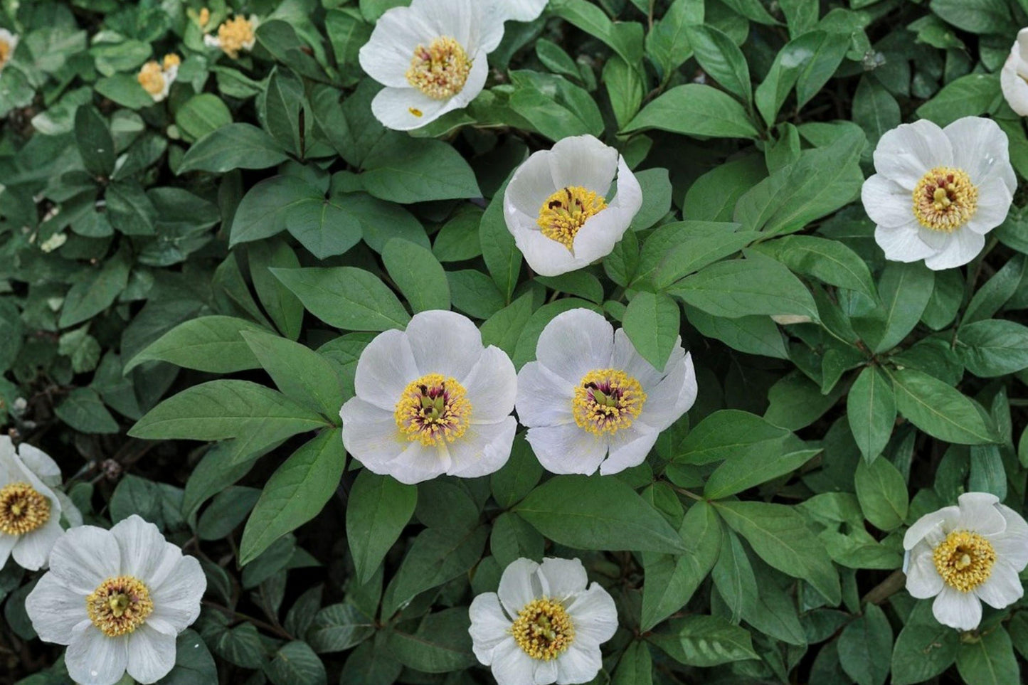 Paeonia Japonica Seeds – Rare White Woodland Peony, Shade-Loving Perennial, Japanese Peony, 5 Seeds