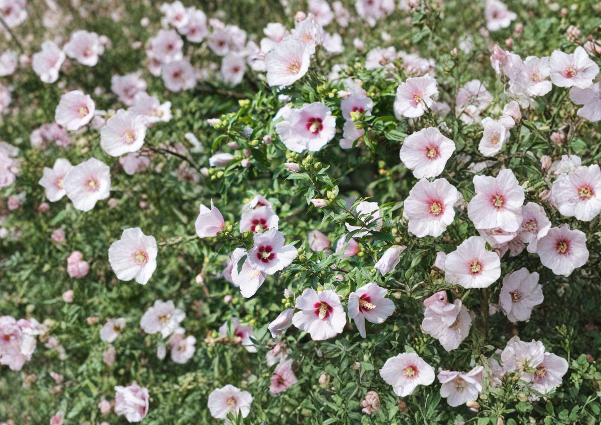 Rose of Sharon Seeds – Hardy Hibiscus Shrub for Garden Hedges, Large Blooms, Hibiscus syriacus, Summer Flowering Plant