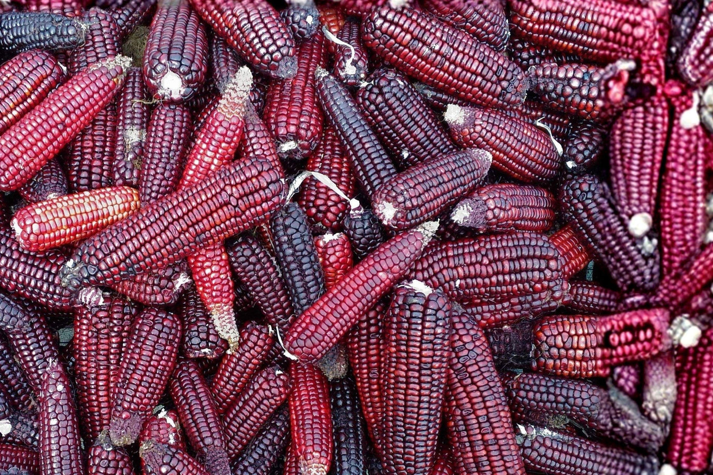 Bloody Butcher Corn Seeds – 50 Heirloom Red Dent Grain Corn for Flour, Meal, and Grits – Non-GMO, Open Pollinated, 110-Day Maturity