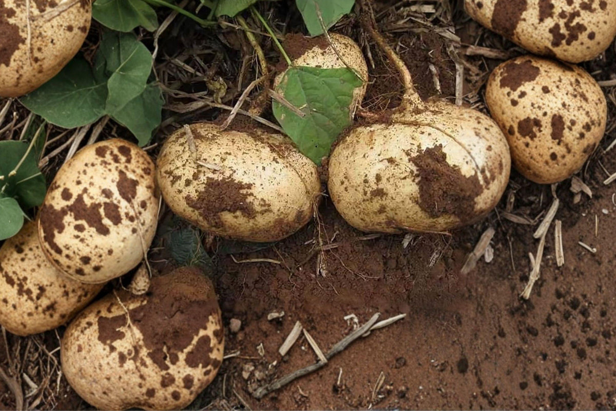 True Jicama Seeds 10 Pack - Heirloom Non-GMO Pachyrhizus Erosus for Fresh Eating & Cooking