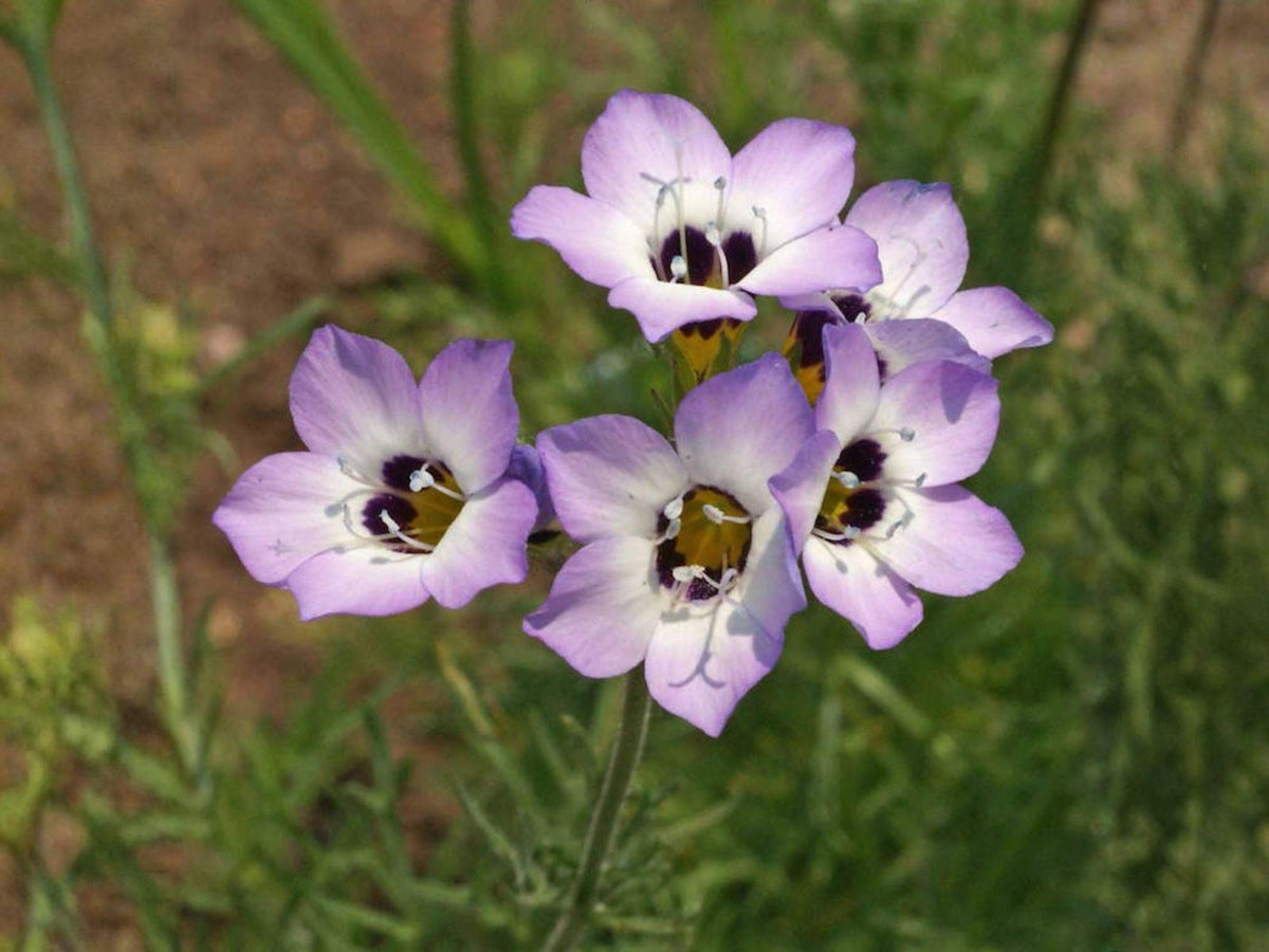 Bird's Eyes Wildflower Seeds – Heirloom Non-GMO Gilia tricolor for Garden, Borders & Wildflower Beds