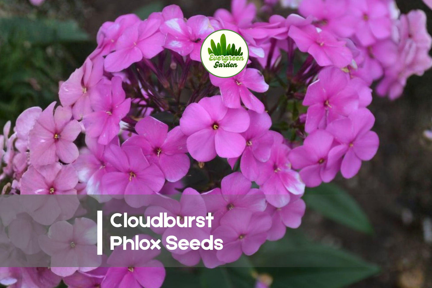 Cloudburst Phlox Seeds – 100 Lavender Pink Rose Blooms, Compact Annual, Phlox drummondii for Borders, Containers & Pollinator Gardens