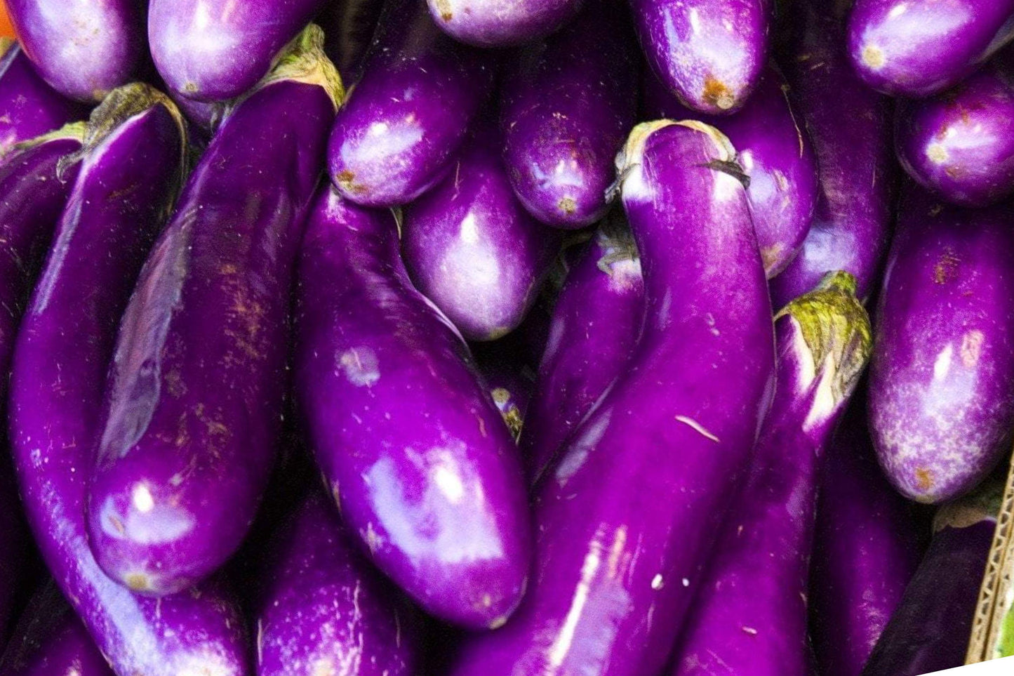 Long Purple Eggplant Seeds - Heirloom Italian Aubergine, Non-GMO, Open-Pollinated, Slender Deep-Purple Fruits