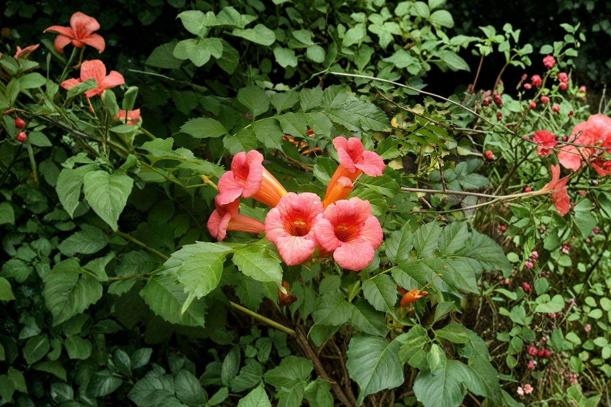 Trumpet Creeper Vine Seeds – Climbing Plant with Bright Orange Trumpet Flowers, Campsis radicans, 30 Seeds