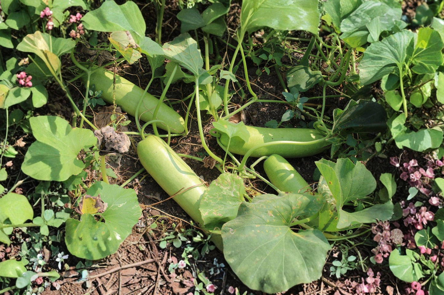 Snake Gourd Seeds – Heirloom Climbing Vegetable, Non-GMO, 10 Seeds, Lagenaria siceraria, Long Curved Fruits for Trellises and Cooking