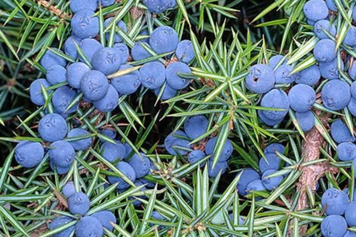 Common Juniper Seeds, Hardy Evergreen Conifer for Bonsai, Rock Garden, Landscape – Juniperus communis, 25 Premium Seeds