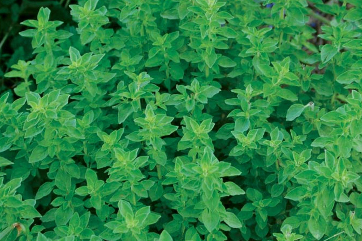 Heirloom Marjoram Seeds, Non-GMO Sweet Herb Seeds, 500 Pack, Aromatic, Open Pollinated, Culinary Herb, Origanum majorana