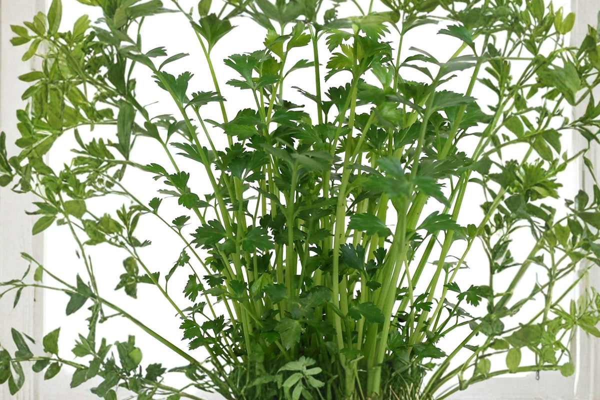 Italian Giant Parsley Seeds - Flat Leaf, Non-GMO, Heirloom, Dark Green, 500 Seeds for Culinary Herbs, Garden, Containers
