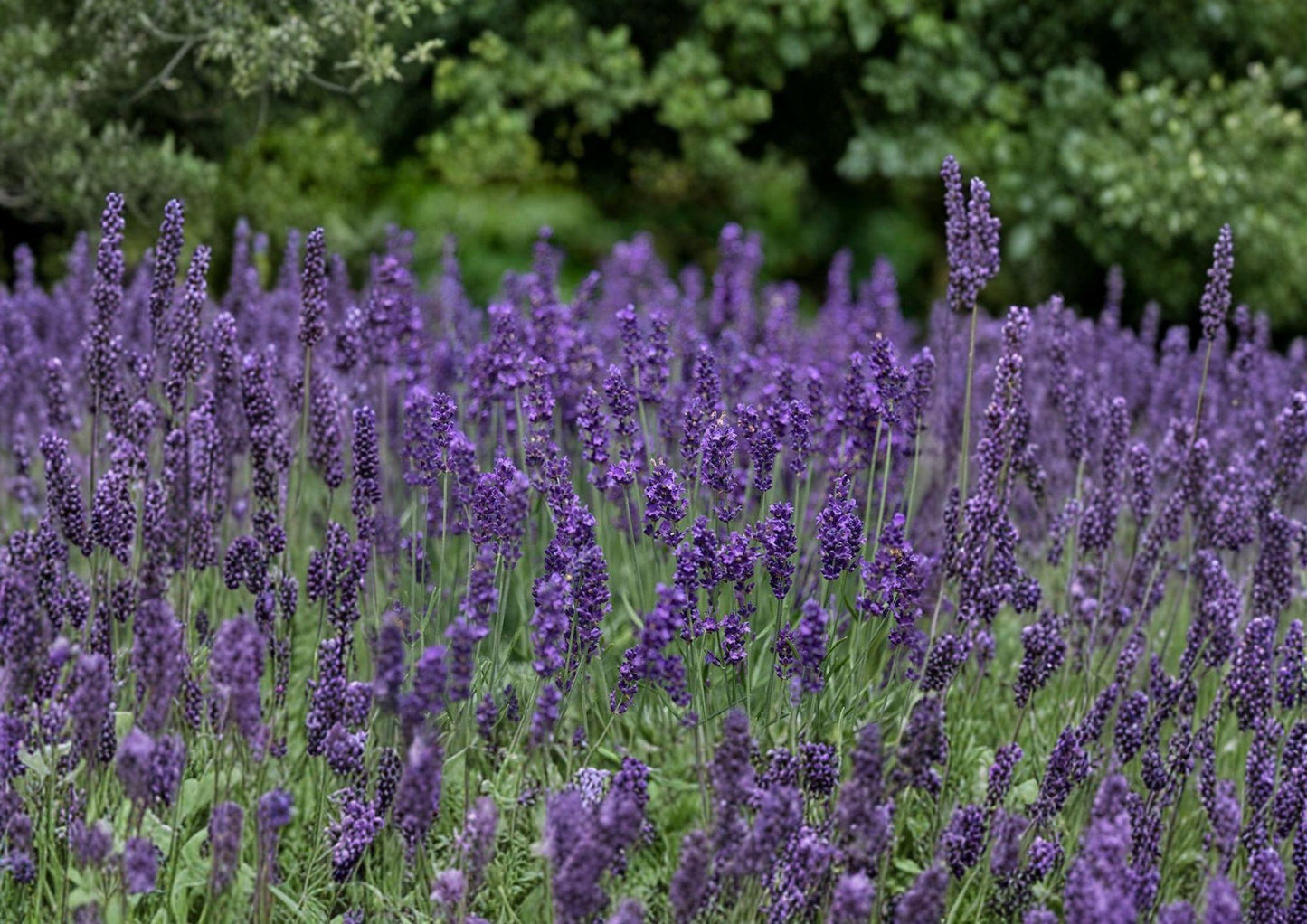 Vera Lavender Seeds - Fragrant English Lavandula Angustifolia Herb Plant for Gardens, Borders, Containers, Dried Flowers