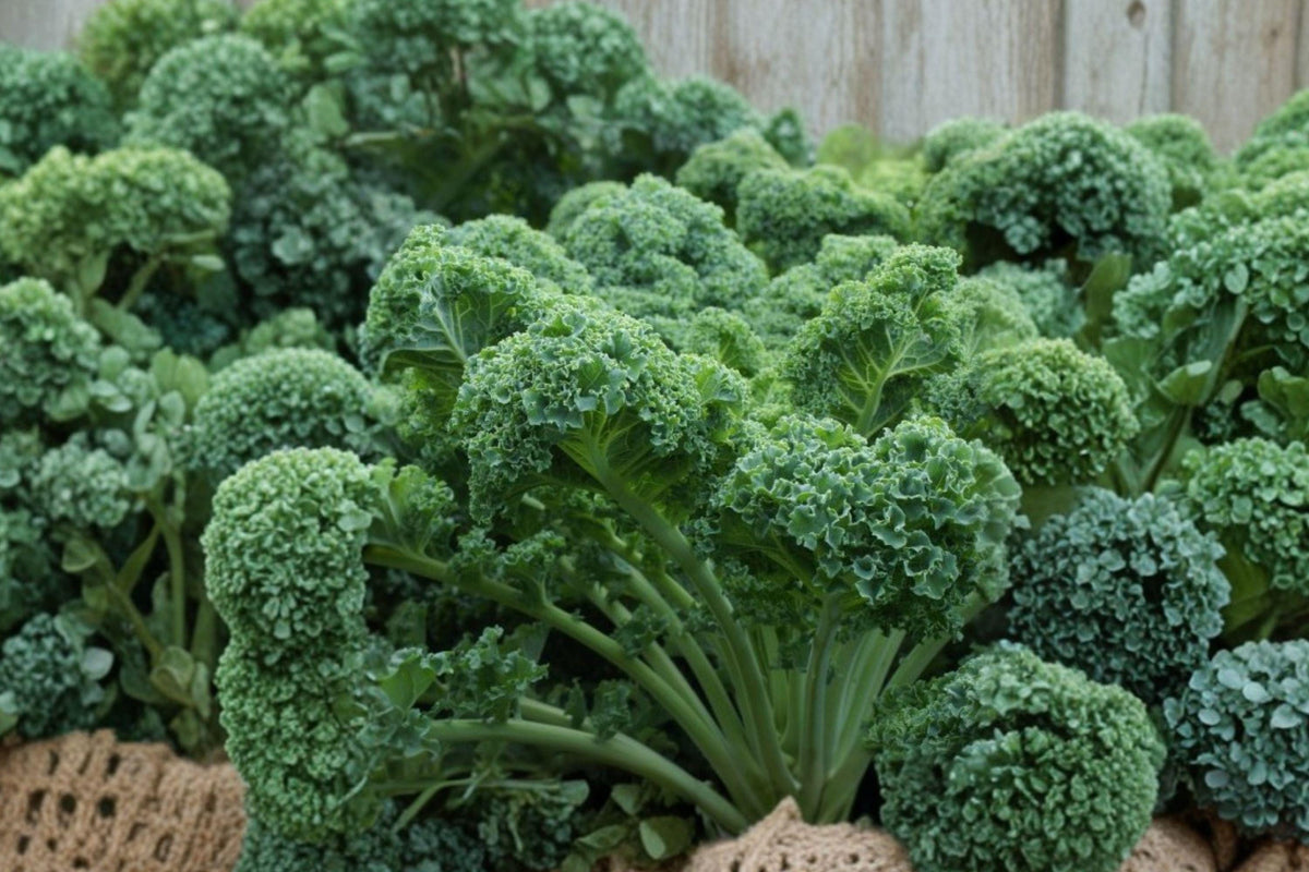 Dwarf Blue Curled Scotch Kale Seeds – Heirloom, Non-GMO, Cold Hardy, Compact, 500 Seeds