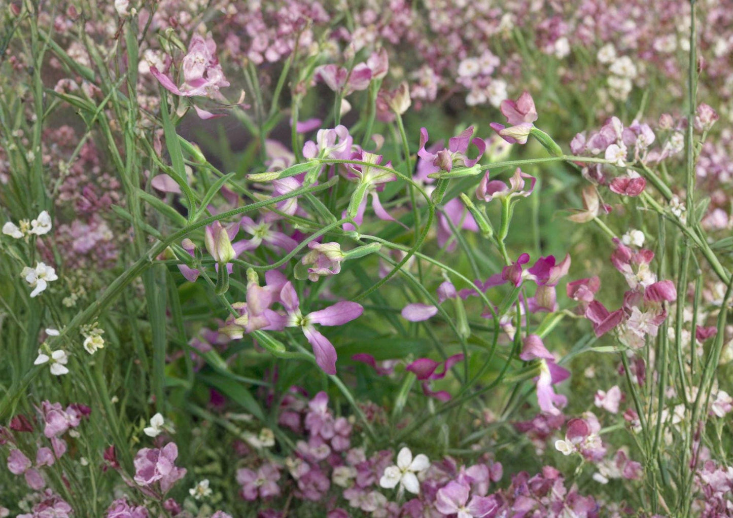 Evening Scented Stock Seeds – Night Blooming Fragrant Flower for Gardens – Matthiola longipetala, Purple & Lavender Blooms