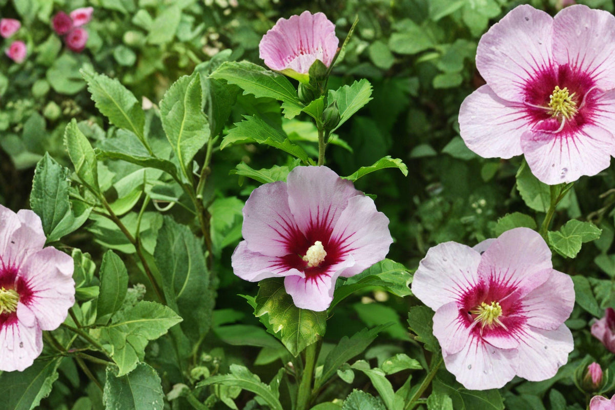 Rose of Sharon Seeds – Hibiscus syriacus, Hardy Flowering Shrub for Summer Blooms, Ornamental Garden Hedge, Pollinator Friendly, 10 Seeds