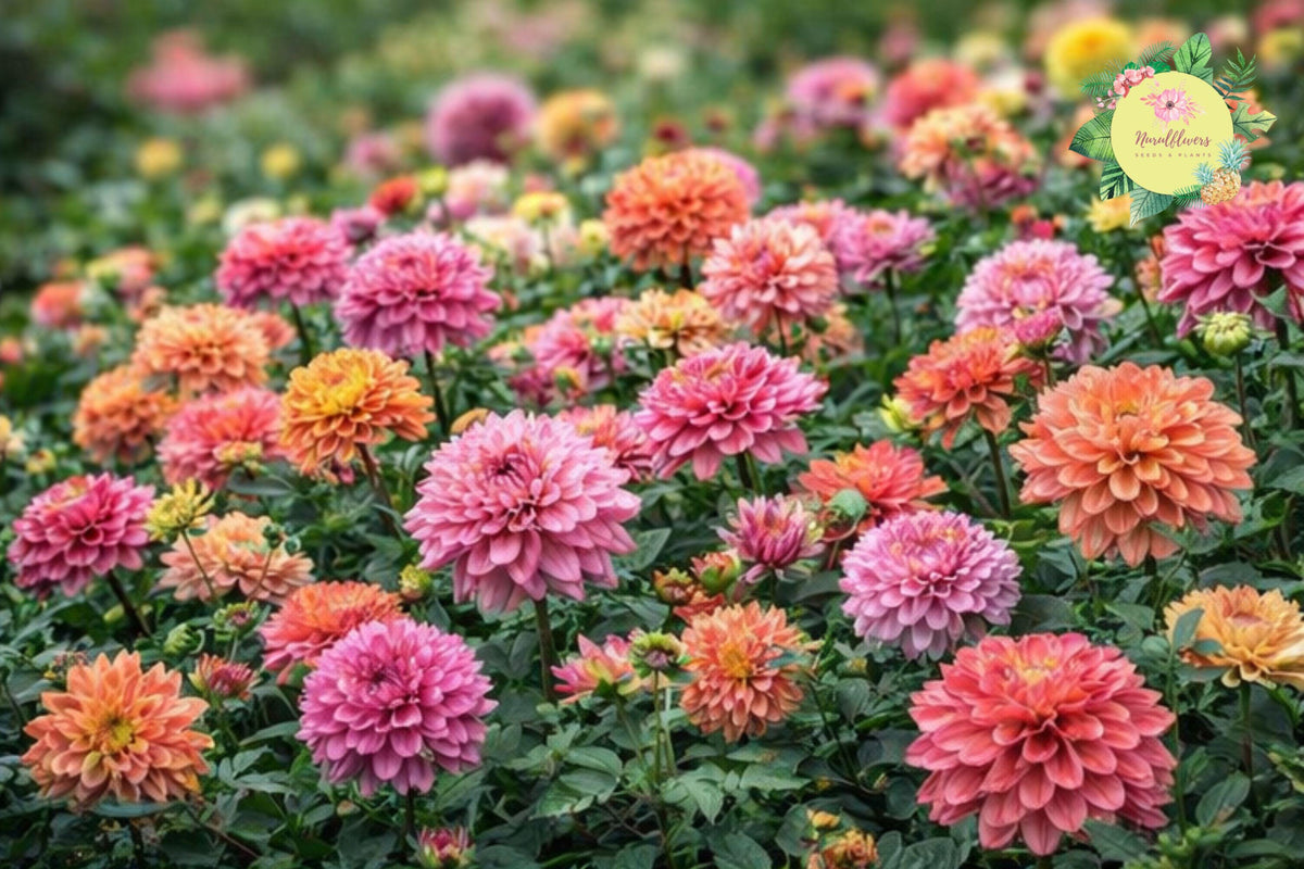 Dahlia Seeds - 35+ Non-GMO Annual Flower Seeds for Garden, Bright Colorful Blooms, Dahlia pinnata, Perfect for Containers and Beds