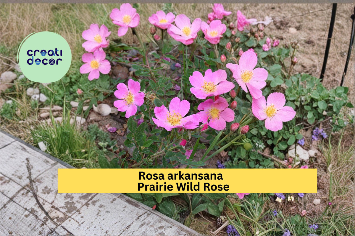 Prairie Wild Rose Seeds Rosa arkansana Native Pink Flowering Shrub Garden Plant Pack of 10