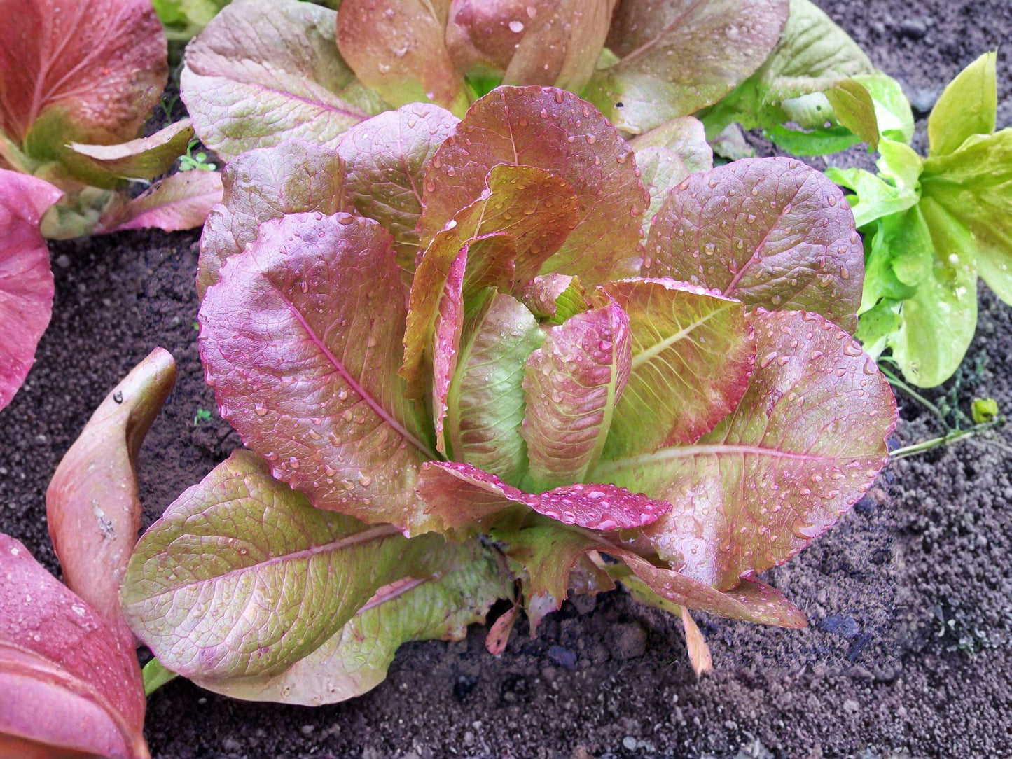 Red Romaine Lettuce Seeds – Rouge De Hiver, Lactuca sativa, 1000 Seeds for Garden & Container Planting