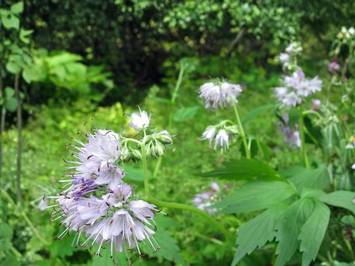 Virginia Waterleaf Seeds – Native Woodland Perennial – Hydrophyllum Virginianum – Shade Pollinator Plant