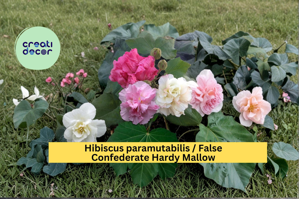 False Confederate Rose Seeds, Hibiscus paramutabilis, Hardy Flowering Shrub, Large Pink Blooms, Garden Landscape Plant, 10 Pack