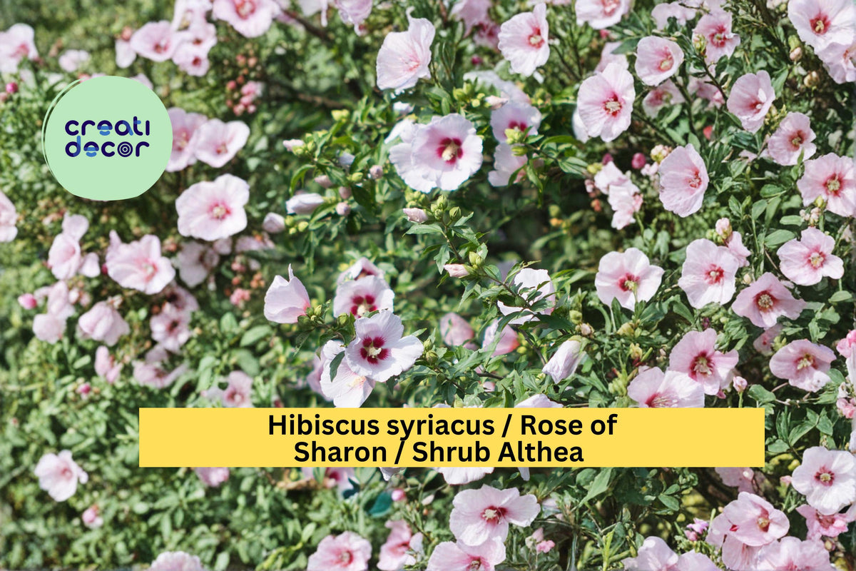 Rose of Sharon Seeds, Hibiscus syriacus, Flowering Shrub, Garden Seeds, Summer Bloom, Hardy Ornamental Plant, 10 Count