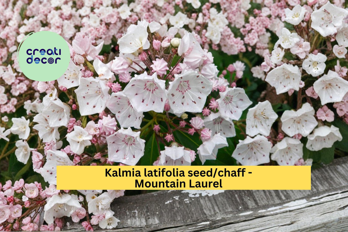 Mountain Laurel Seeds 100 Count Kalmia latifolia Native Evergreen Flowering Shrub for Garden and Landscape
