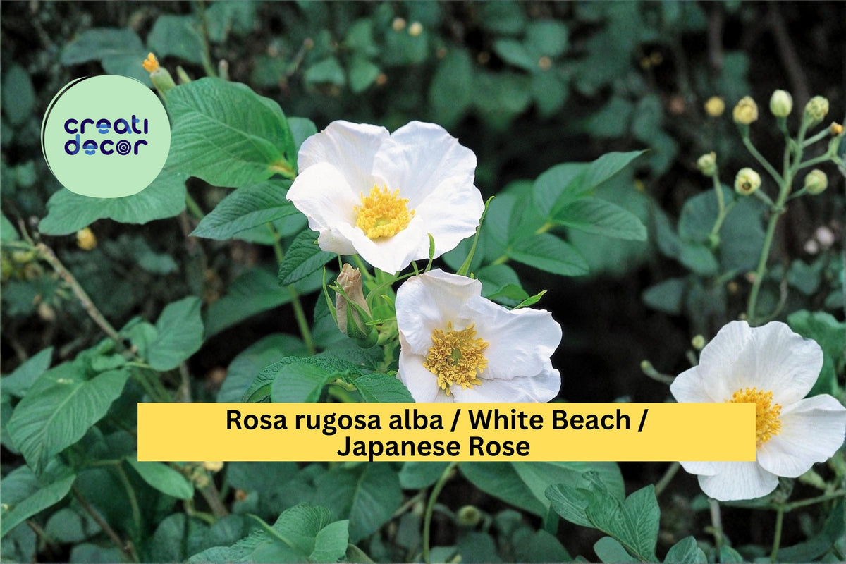 White Beach Rose Seeds Rosa rugosa alba – Hardy Fragrant Flowering Shrub for Garden Borders & Landscape