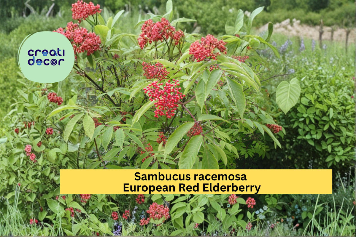 Red Elderberry Seeds, Sambucus racemosa, Hardy Flowering Berry Shrub, Native Plant Seeds for Garden Landscaping