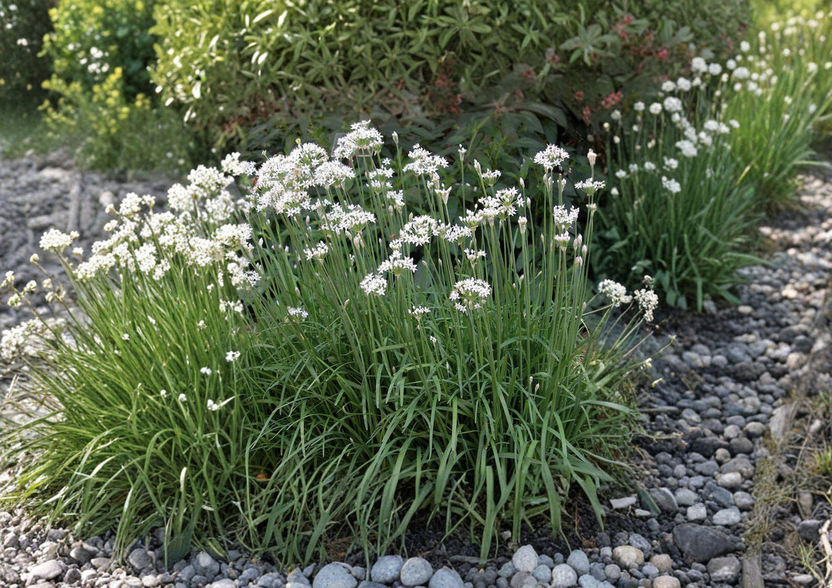 Garlic Chives Herb Seeds 100 Pack Allium tuberosum Perennial Culinary Garden Plant for Cooking & Ornamental Use