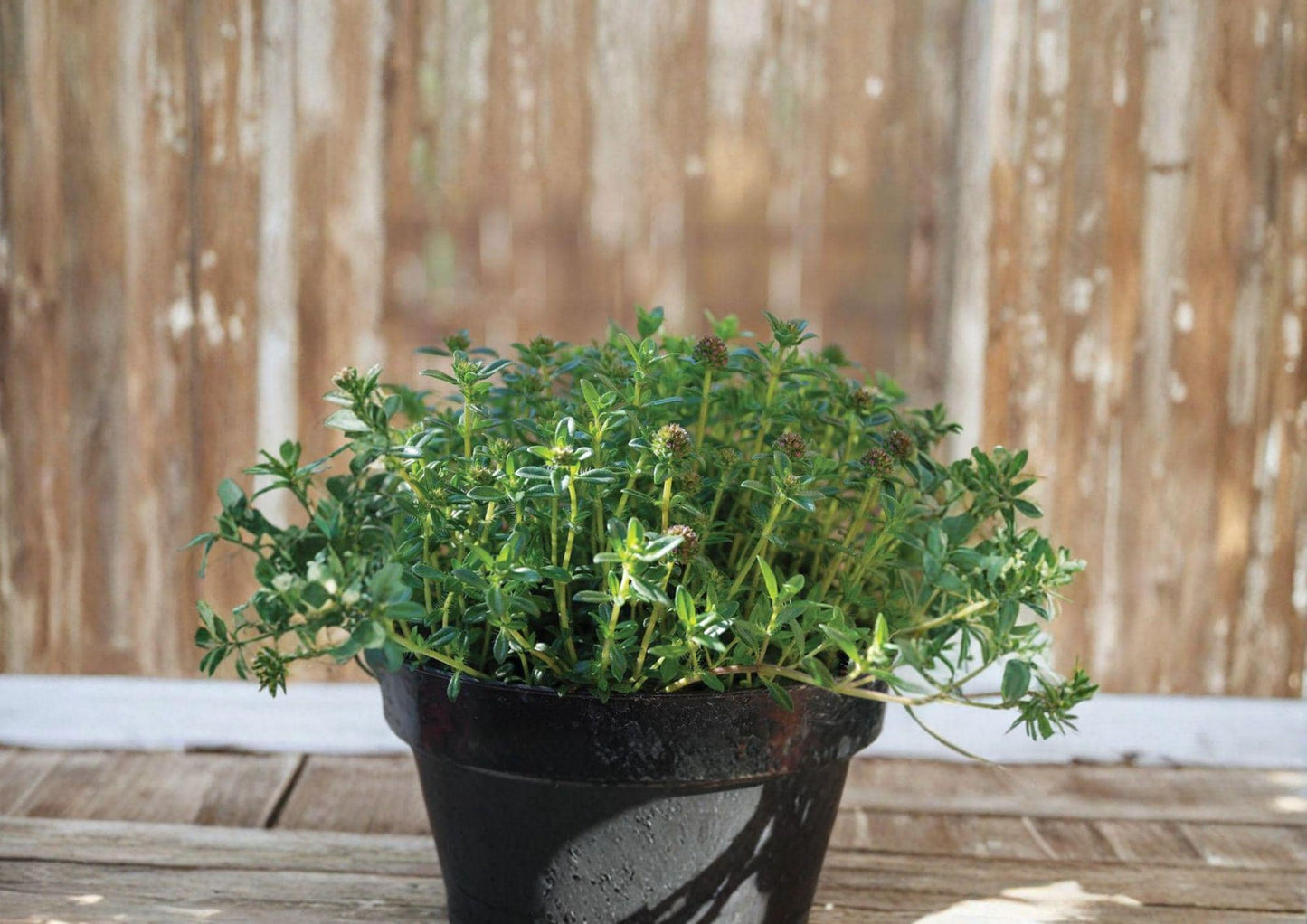 Summer Savory Herb Seeds – Aromatic Culinary Annual, 500 Seeds, Fragrant Green Leaves, White to Lilac Flowers, Easy to Grow