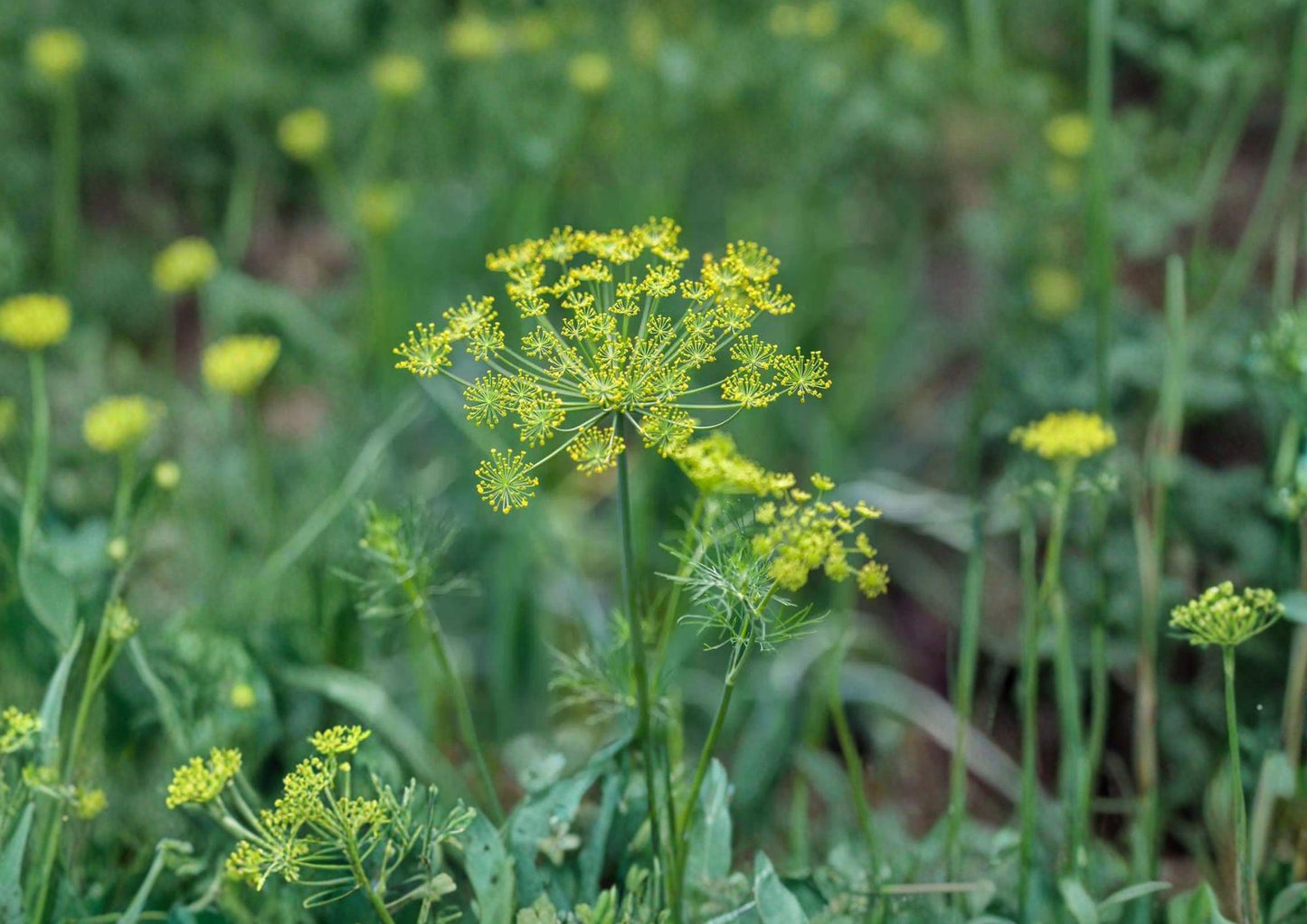 Caraway Herb Seeds 300 Count | Aromatic Culinary Biennial Garden Plant | Carum carvi Seeds for Herbs & Cooking