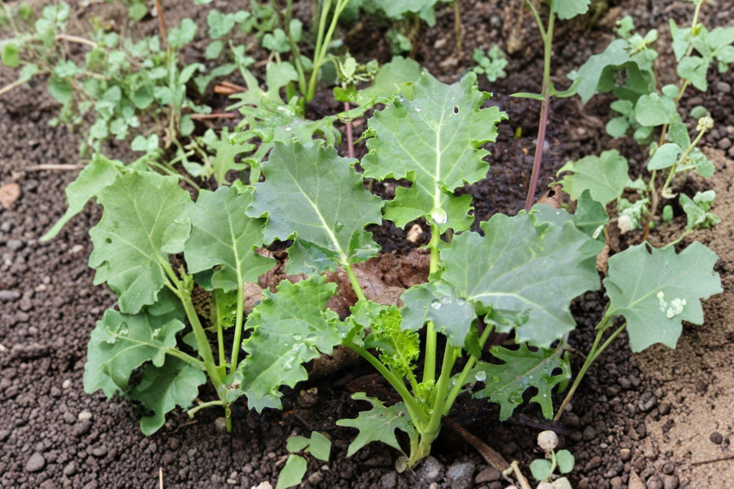 Dwarf Siberian Kale Seeds - Cold Hardy Heirloom Non-GMO for Fall & Winter Gardens, Lush Curly Green Leaves, 500 Seeds