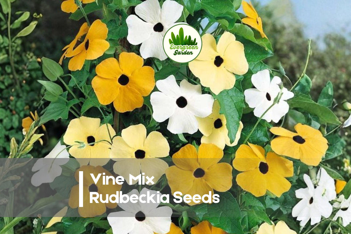 Vine Mix Rudbeckia Seeds – 200 Bright Colorful Blooming Flower Seeds for Borders, Pollinator Gardens, and Summer Displays, Rudbeckia hirta