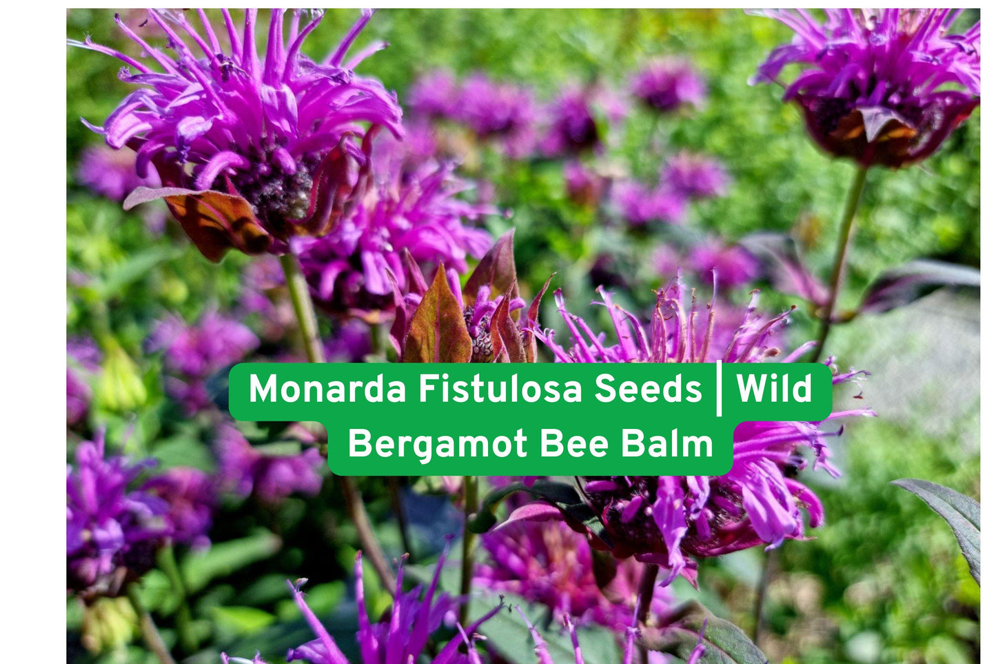 Monarda Fistulosa Seeds | Wild Bergamot Bee Balm | Prairie Wildflower Seeds for Pollinator Gardens and Meadows