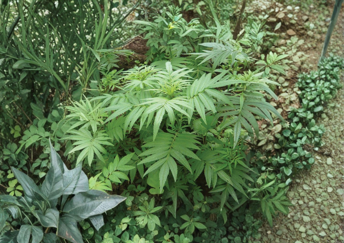 Black Mint Huacatay Seeds - Aromatic Peruvian Culinary Herb, Tagetes minuta, 100 Seeds