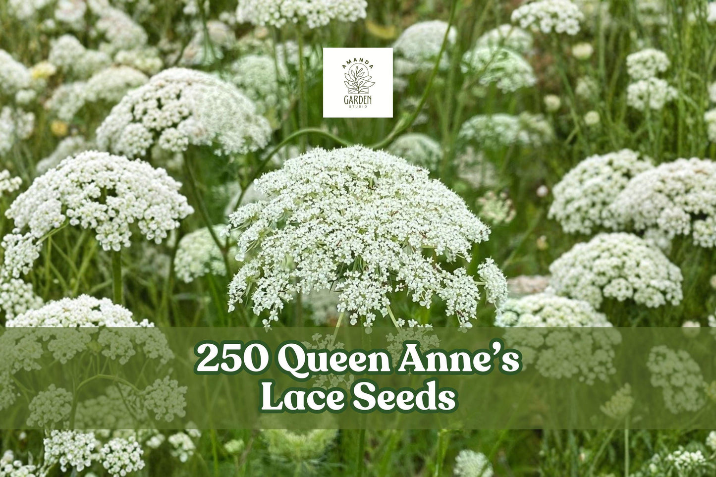 Queen Anne’s Lace Seeds 250 Daucus carota Wildflower White Lacy Umbels Garden Bed & Meadow Plant
