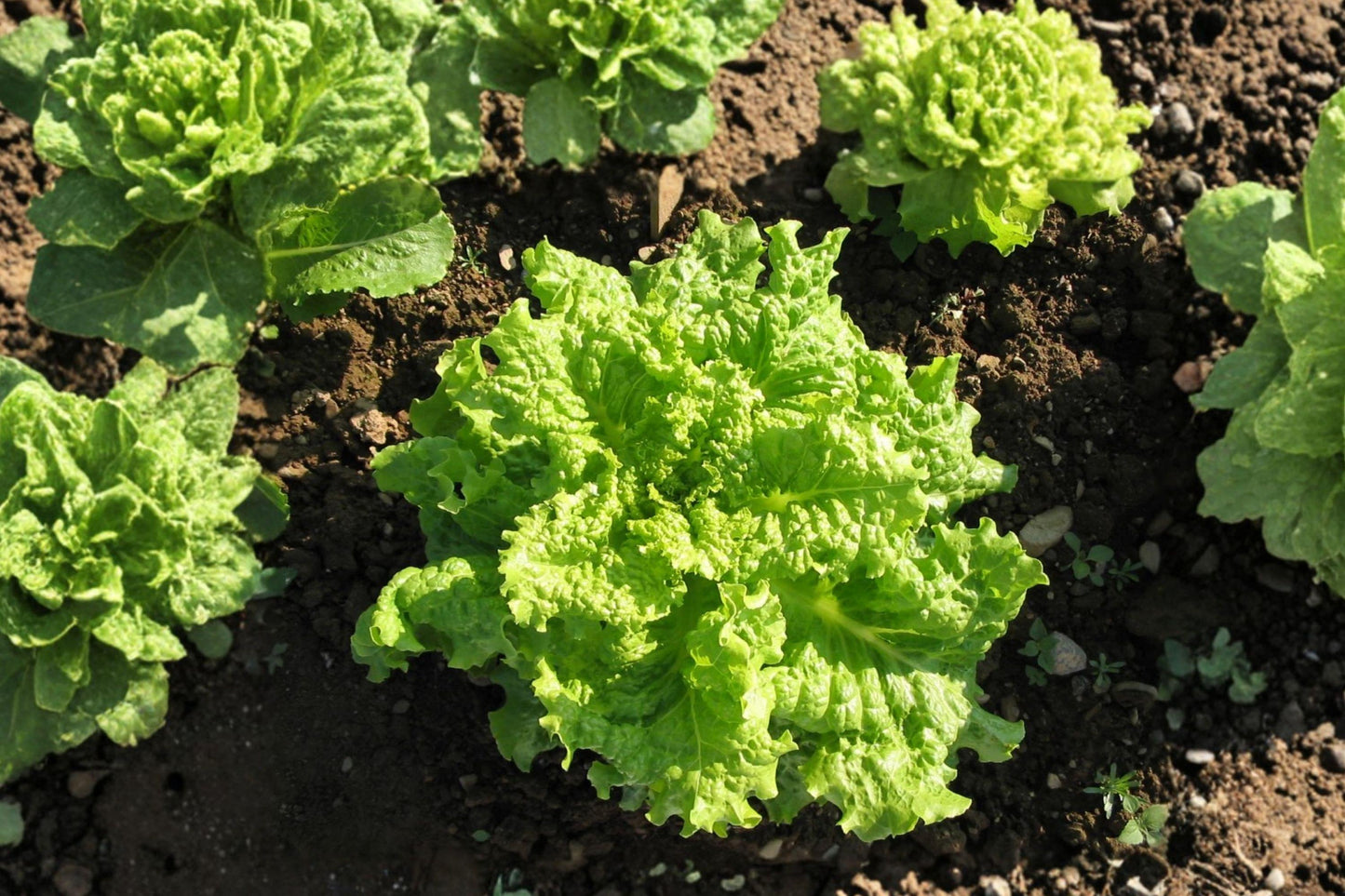 Black Seeded Simpson Lettuce Seeds - Heirloom Non-GMO Loose Leaf Salad Green, Fast Growing, Tender Crinkled Leaves