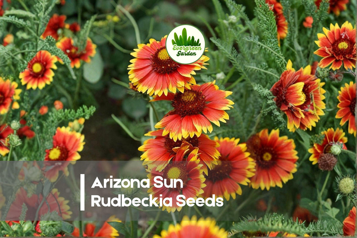 Arizona Sun Rudbeckia Seeds – 200 Bi-Color Red and Gold Blooms, Rudbeckia hirta, Summer to Fall, Pollinator Friendly