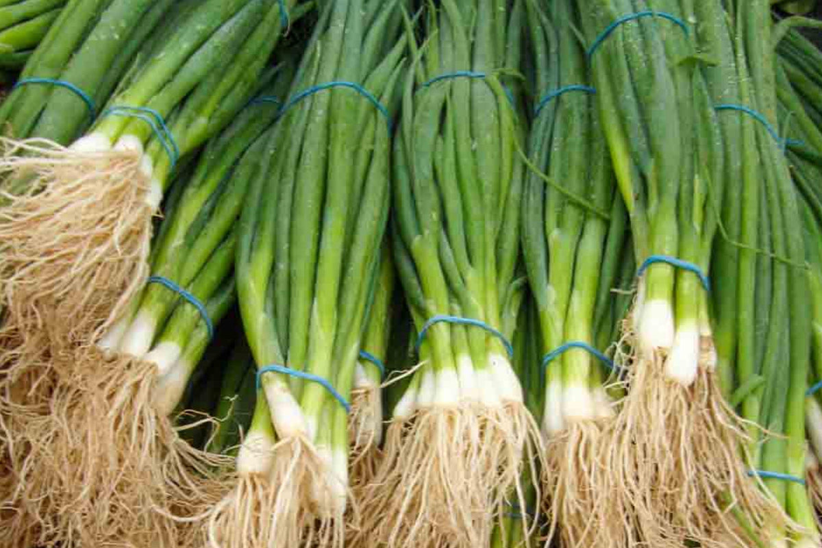 Tokyo Long Bunching Onion Seeds - Heirloom Non-GMO, Mild Flavor, Garden Planting, Japanese Bunching Onion, Allium fistulosum