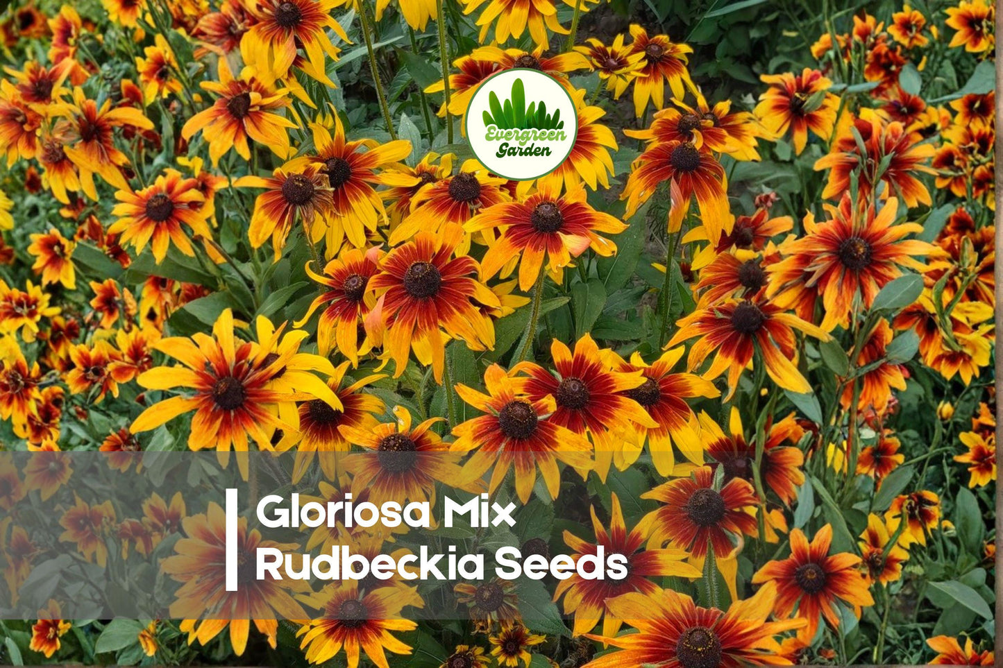 Gloriosa Mix Rudbeckia Seeds – Bright Colorful Daisy-Like Blooms, Summer to Fall, Rudbeckia hirta, 200 Seeds