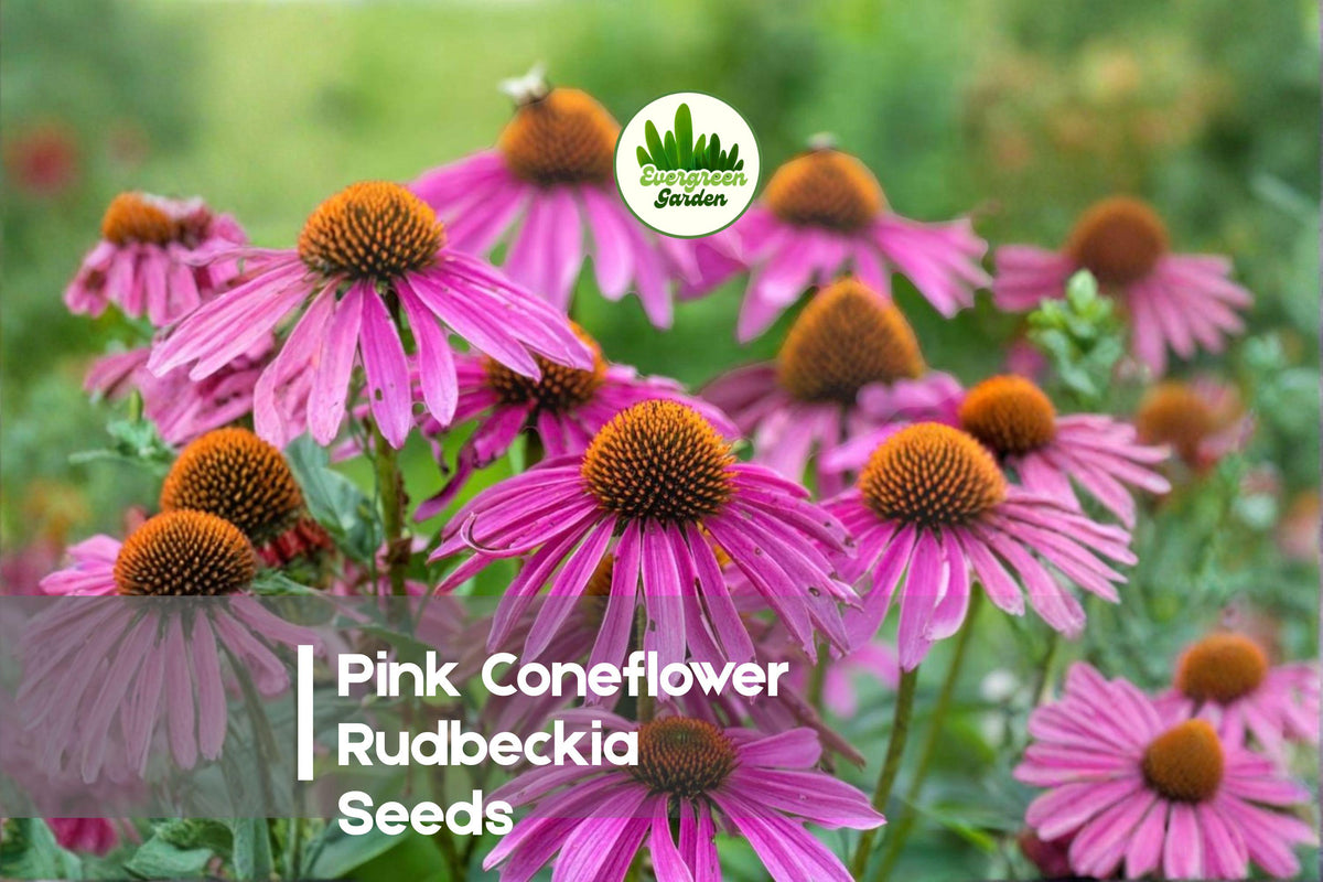 Pink Coneflower Rudbeckia Seeds – 200+ Bright Pink Daisy-Like Blooms, Pollinator-Friendly Perennial for Borders & Wildflower Gardens