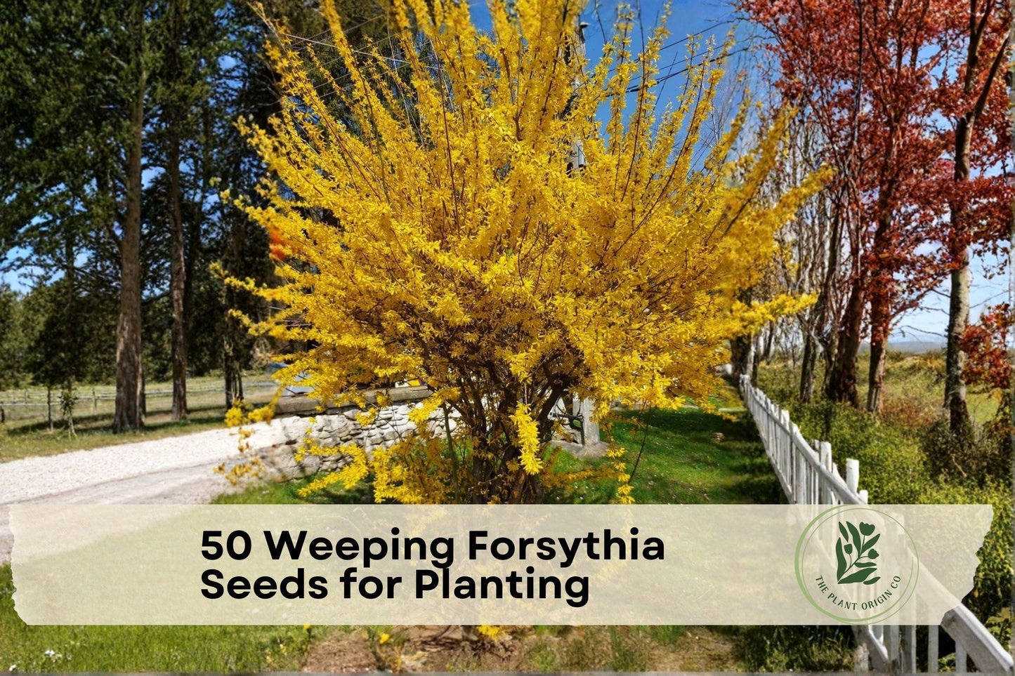 50 Weeping Forsythia Seeds for Planting - Ornamental Shrub with Bright Yellow Flowers, Forsythia suspensa, Garden Hedge & Border Plant
