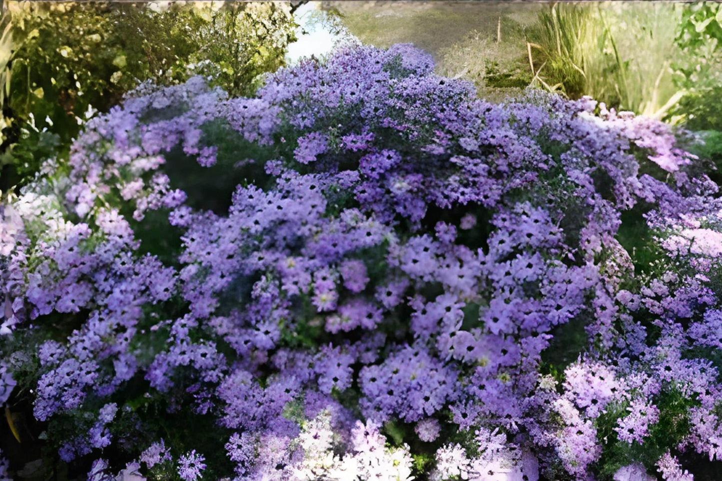Aromatic Aster Seeds (100) | Native Perennial with Fragrant Foliage & Vibrant Purple-Blue Flowers | Symphyotrichum oblongifolium