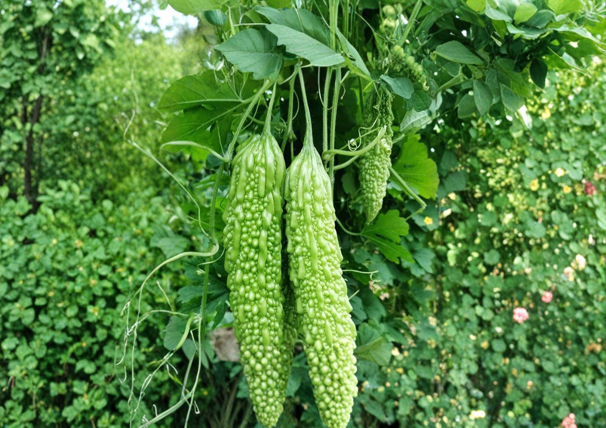 Dark Jade Hybrid Bitter Melon Seeds – Climbing Vine Vegetable Seeds for Asian Cuisine, Tropical Garden, 5 Pack