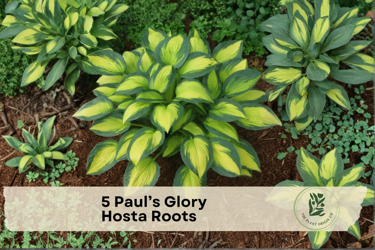 Paul’s Glory Hosta Roots - Perennial Shade Plant with Variegated Blue-Green and Gold Foliage, Lavender Flowers, Bare Root